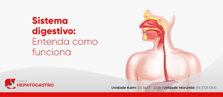 Sistema Digestivo Entenda Como Funciona Cl Nica Hepatogastro