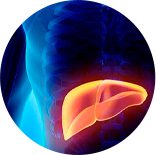 Ícone Transplante de fígado | Clínica Hepatogastro