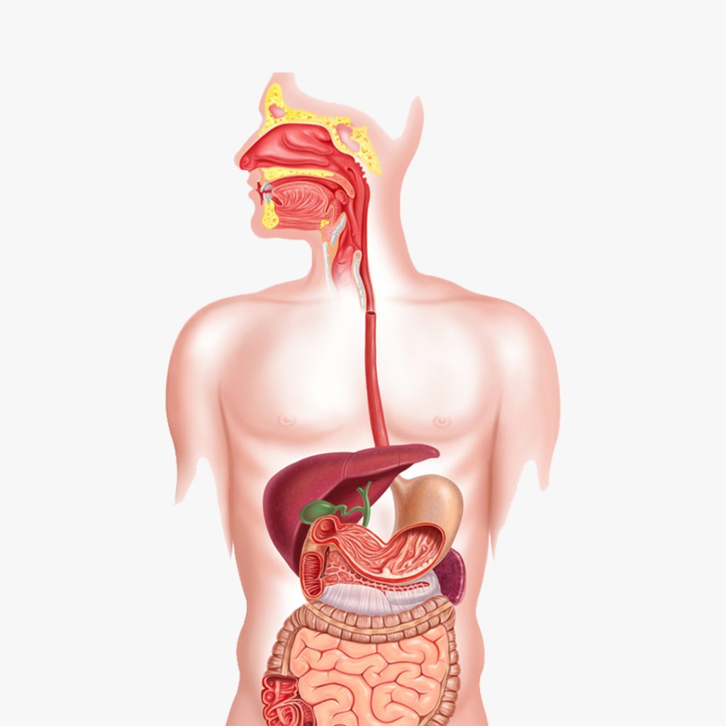 A imagem mostra uma ilustração do corpo humano com os órgãos do aparelho digestivo aparecendo.