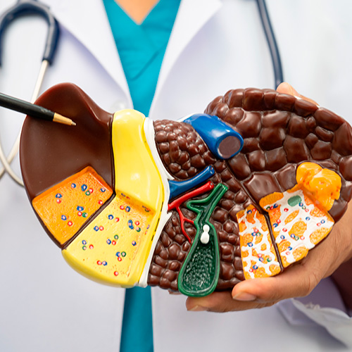 Profissional de sa&uacute;de segura modelo anat&ocirc;mico de f&iacute;gado e &oacute;rg&atilde;os associados, demonstrando estruturas internas em contexto educativo.