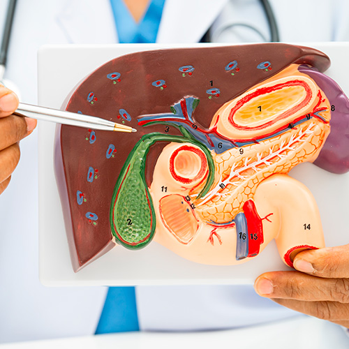 Profissional de sa&uacute;de aponta para modelo anat&ocirc;mico do f&iacute;gado, ves&iacute;cula e p&acirc;ncreas, explicando estruturas do sistema digestivo.