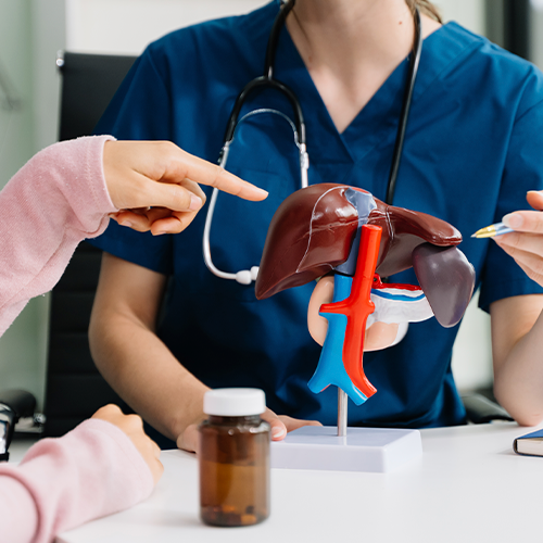 Médica explicando modelo anatômico do fígado em consulta